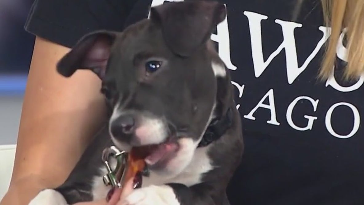 Tootsie the puppy will be the sweetest thing you see today