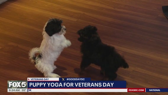 Puppy yoga for Veterans Day