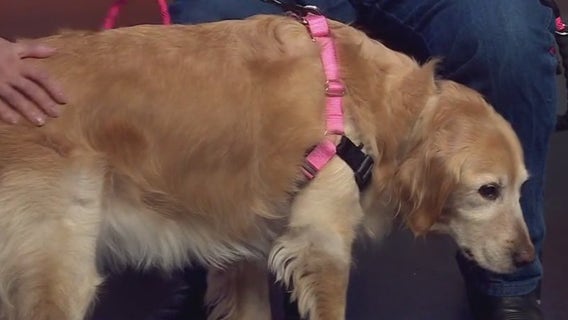 Gold Ribbon Rescue introduces Foxy Roxy