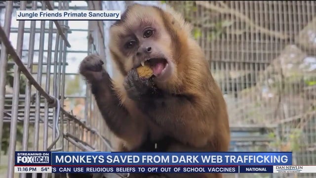 8 rescued monkeys begin new lives at Gainesville sanctuary