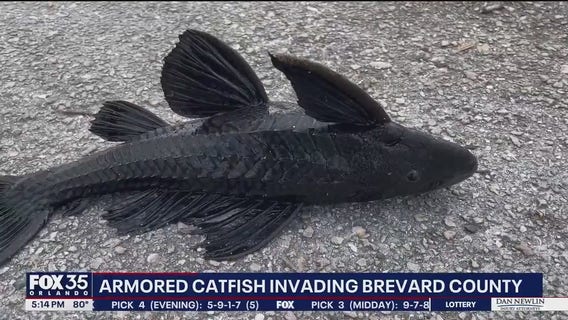 Invasive armored catfish taking over waterways on Florida's Space Coast