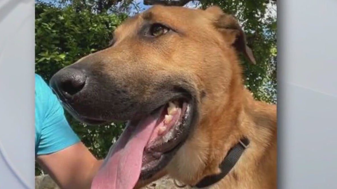 Austin Animal Center introduces Eric