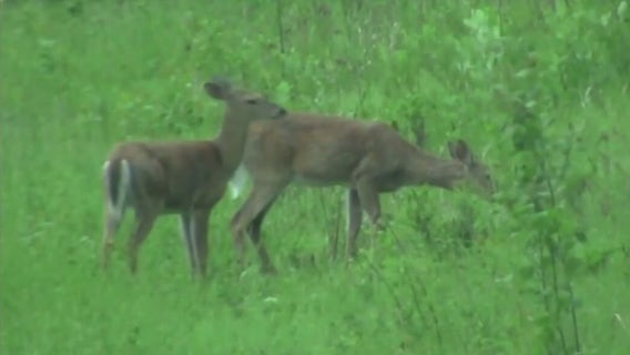 Food banks taking Michigan deer donations