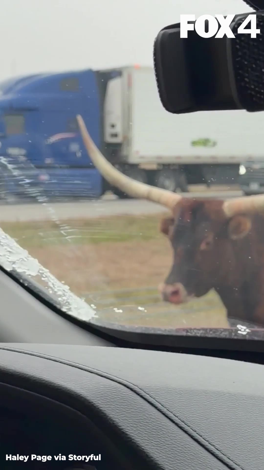 Longhorn trots down I-70 in Indiana, narrowly dodging traffic