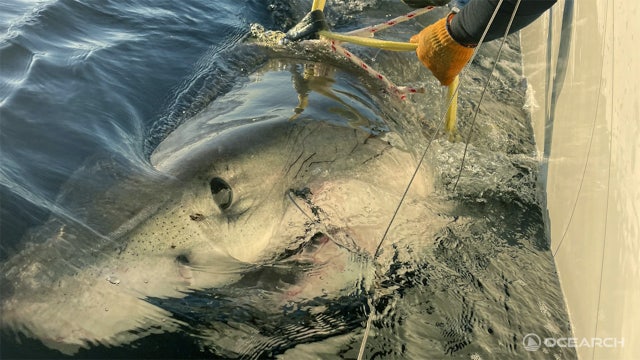 Largest male great white shark ever recorded pinged off New Jersey coast