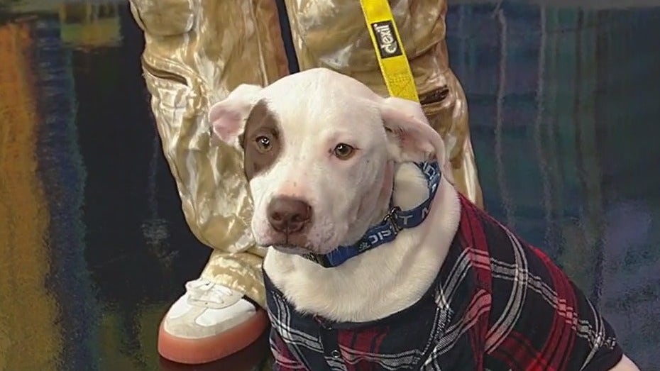 Marco: Pet of the Day 11/24/25