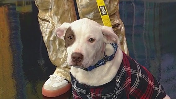 Marco: Pet of the Day 11/24/25