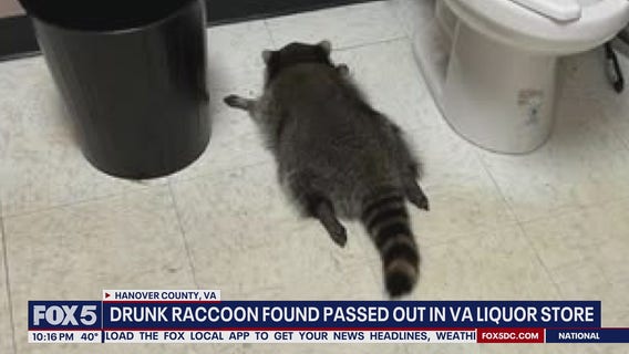 Raccoon breaks into Virginia liquor store, gets drunk, passes out in bathroom