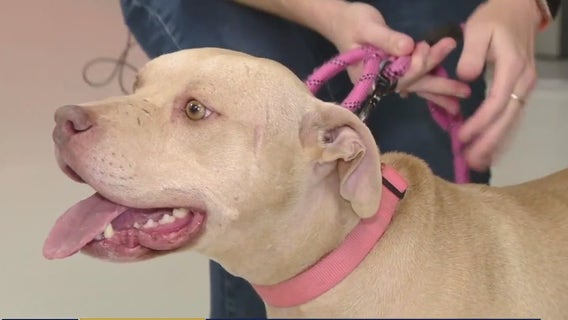 Adopting a pet, beloved sloth dies | Forecasting with Friends