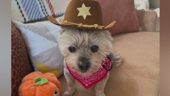 Antioch family grieves Yorkie killed, mauled by loose dogs