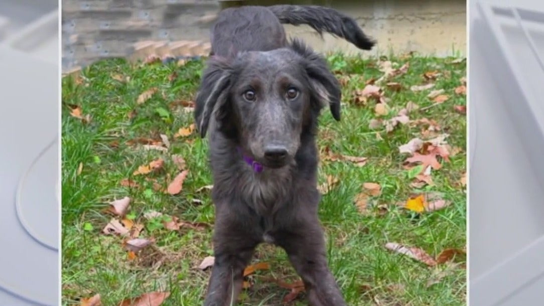 Rescue Me: Meet Raisin