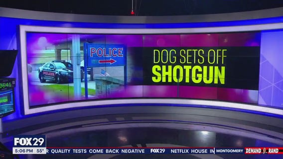 Dog sets off shotgun in Berks County injuring owner: What we know