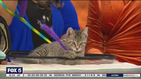 Meet Stewie our pet of the day
