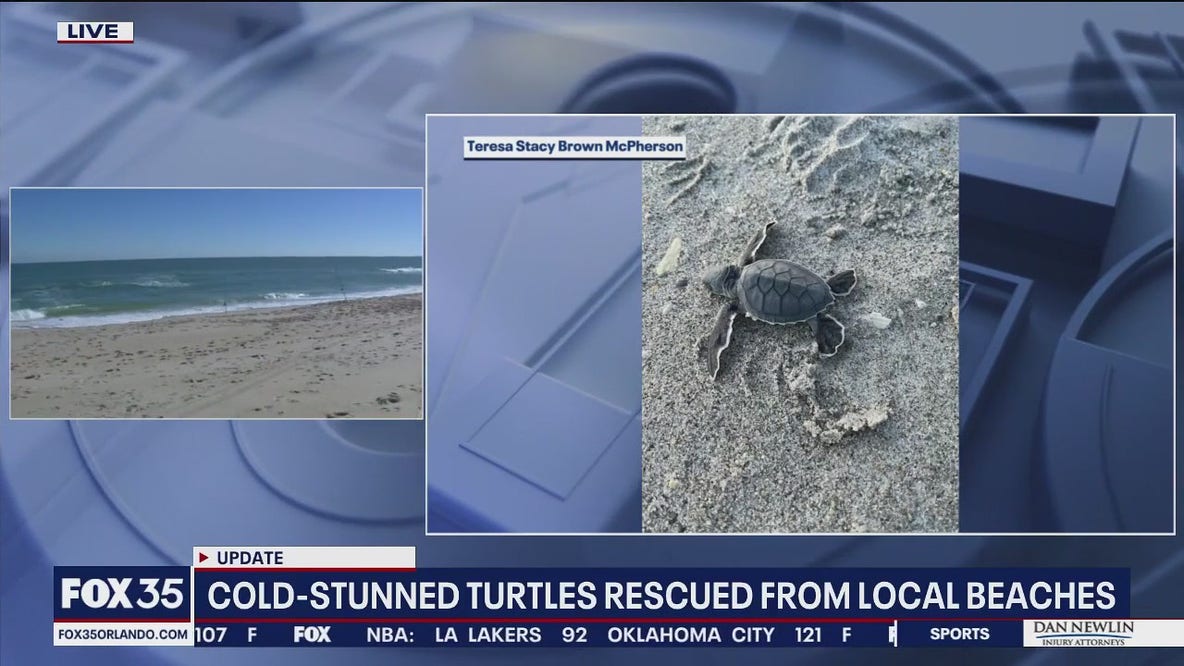 Sea turtles, stunned from cold temp, rescued on beach