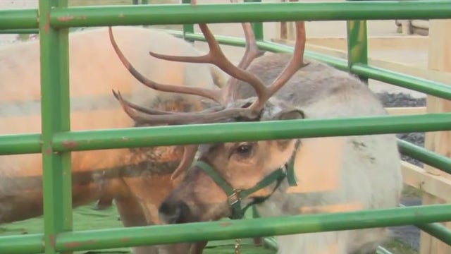 Reindeer Village at SoLu Estate Winery; enjoy sleigh rides and Santa