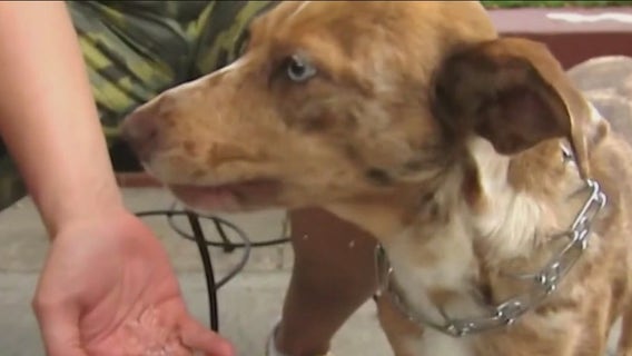 Holiday food dangers for pets