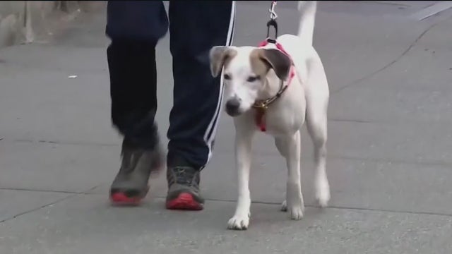 Governor Ron DeSantis announces proposal to protect puppies in Florida