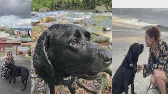 Foster parents needed for vet dogs in training