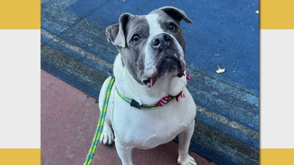 Rescue Me: Meet Sebastian