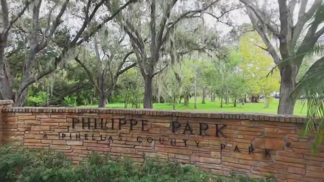 Taking you above Philippe Park in Safety Harbor