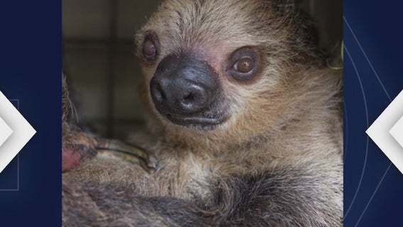 Phoenix Zoo mourns death of beloved two-toed sloth, Fernando
