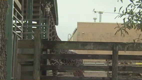 Keeping giraffes warm at ZooTampa