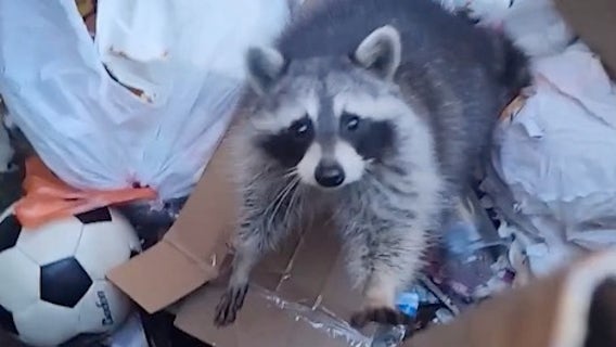 Watch: Michigan woman rescues raccoon stuck inside dumpster