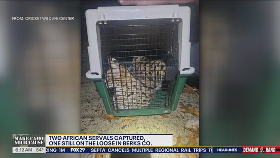 2 escaped African serval cats captured in Berks County, 1 remains missing