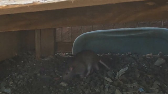 Houston ranked 7th in U.S. for rats; how to prevent the costly critters