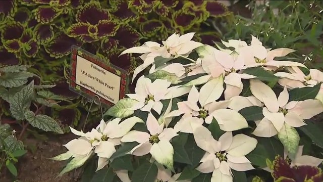 Mitchell Park Domes celebrates 'The 12 Days of Christmas'