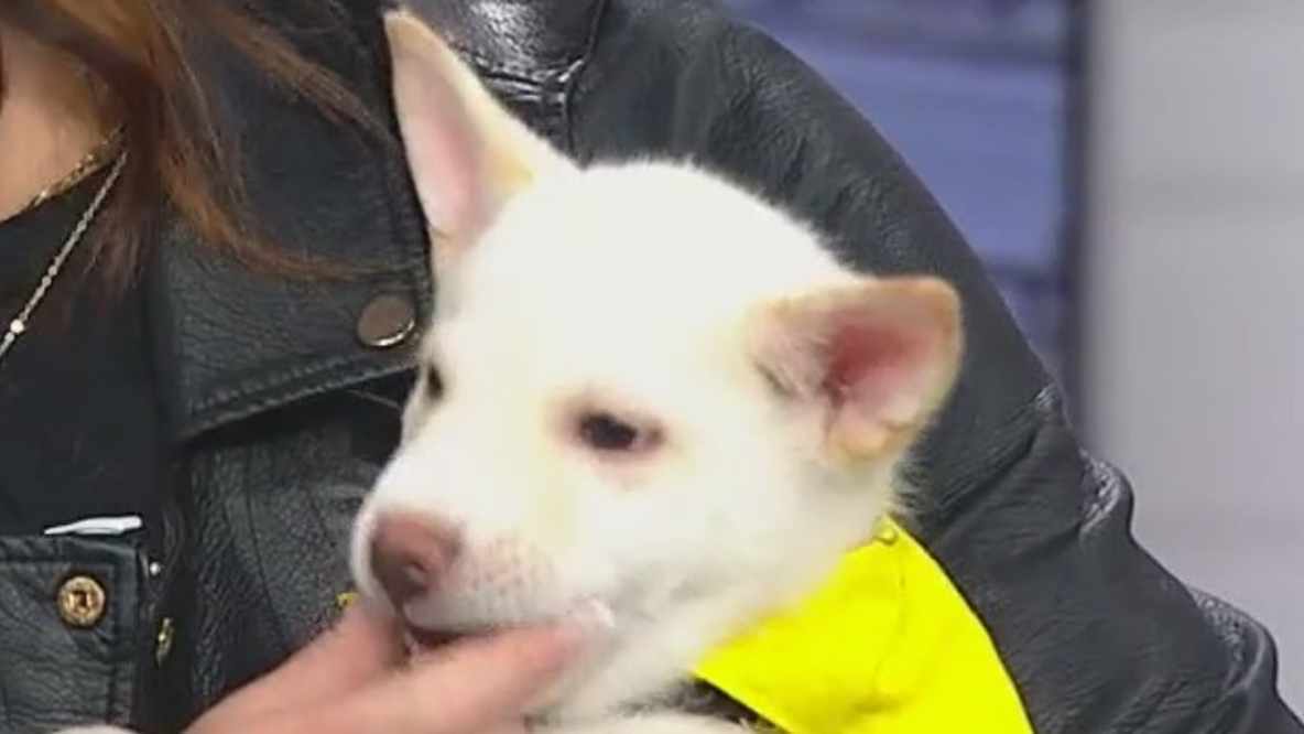 You will be thankful for this puppy