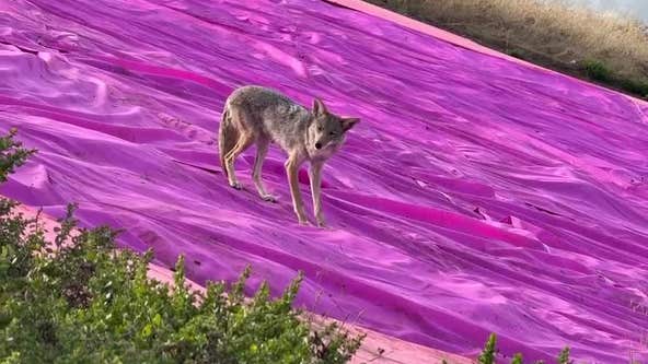 Coyote spotted on Pink Triangle at Twin Peaks