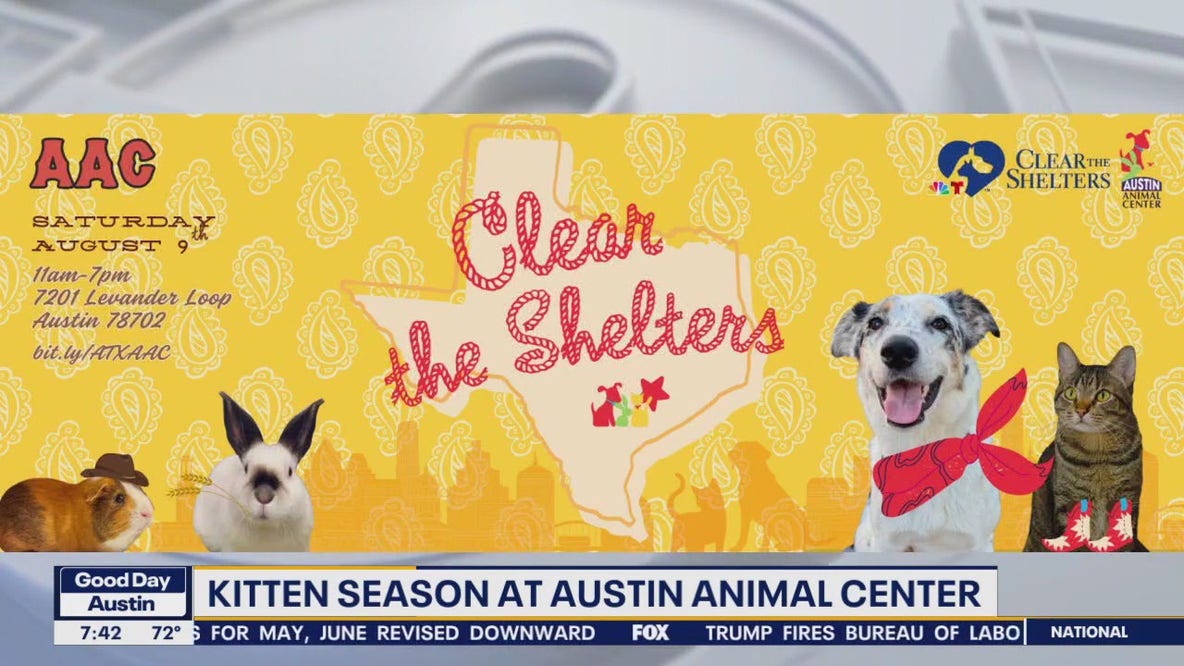 Pet of the Weekend | Kitten season at Austin Animal Center