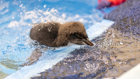 Penguin chicks at Shedd Aquarium take their first swim