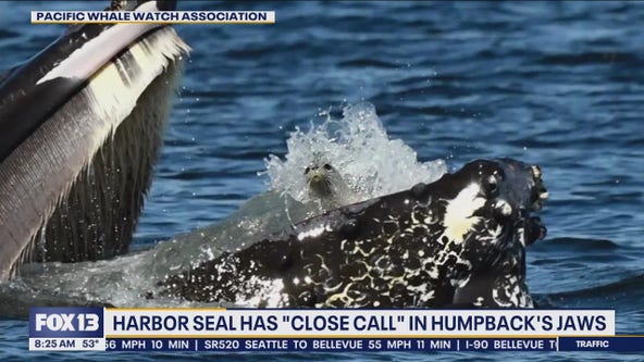 Harbor Seal has 'close call' in humpback's jaws