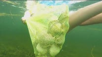 Scalloping season underway in Florida