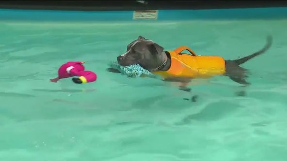 Pups learn to doggy paddle at The Puddle in South Elgin