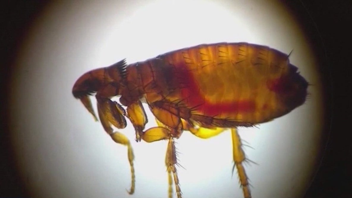 Long Beach reports flea-borne typhus outbreak