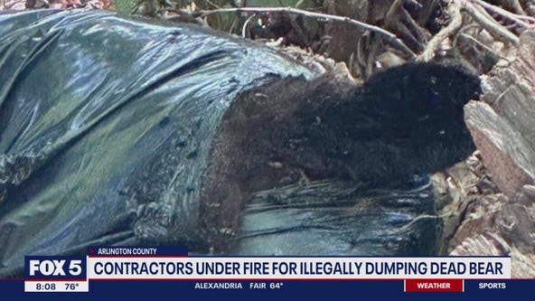 Contractors under fire for illegally dumping dead bear