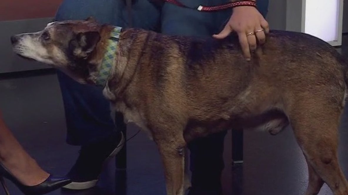 Barley at Pflugerville Animal Welfare Services