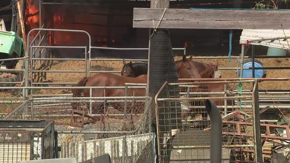 Two horses saved from fire