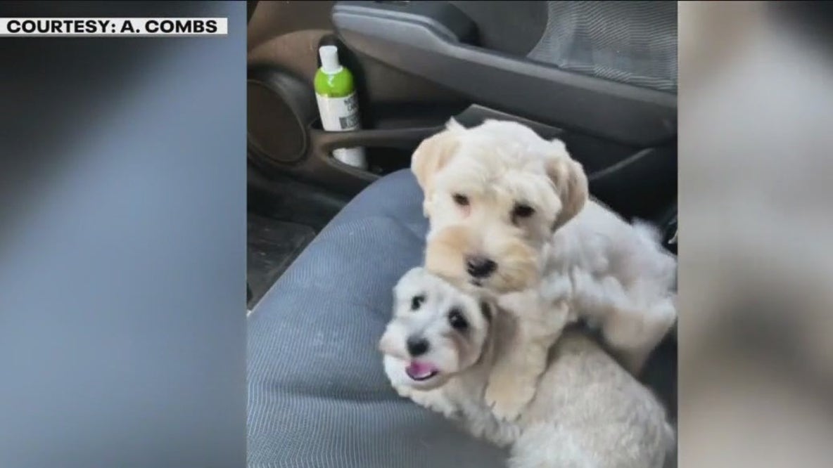 Dogs & car stolen in NE Austin