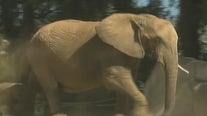 African elephants call each other unique names