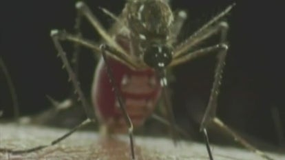 Mosquitoes | Did You Know with Adaleigh Rowe