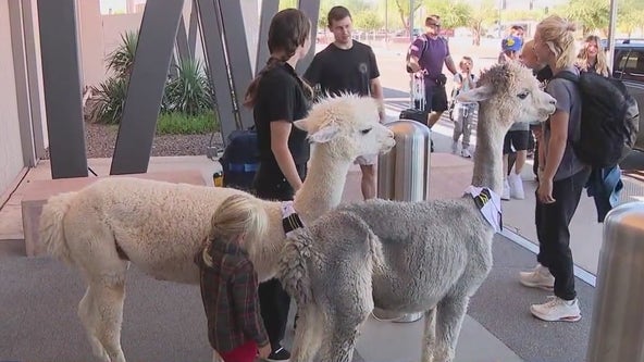 Alpacas 'take over' Phoenix-Mesa Gateway Airport