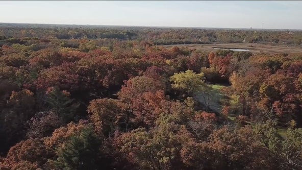 Chicago fall foliage: When to expect peak color