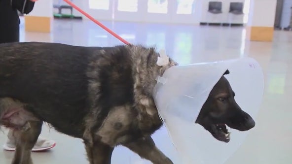 German Shepard recovering after rattlesnake bite