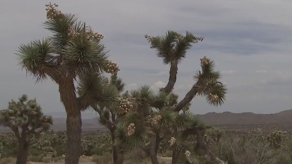 Company to clear Joshua Trees for solar panels in CA
