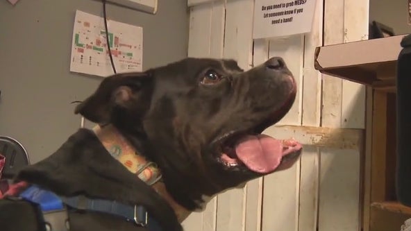 Dog saved from being euthanized