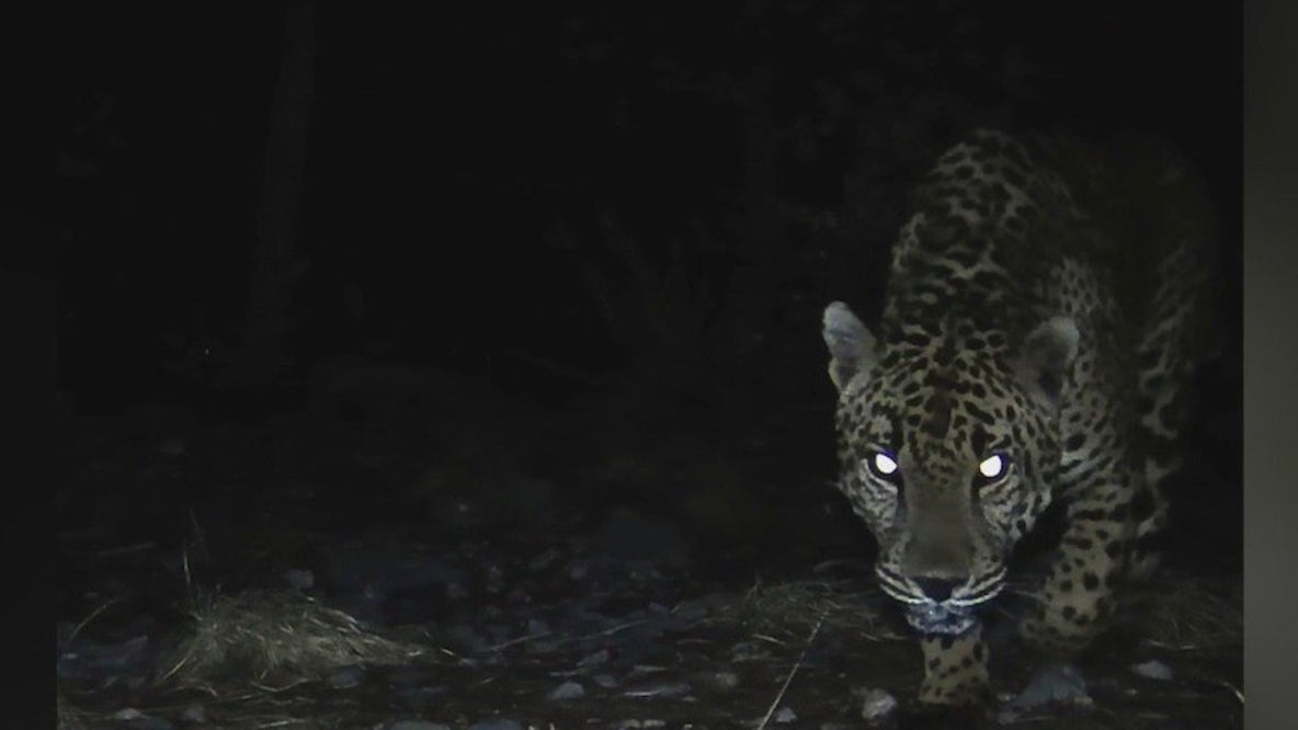 Jaguar spotted by U of A trail cameras